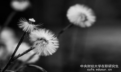 想上中央財(cái)經(jīng)大學(xué)在職研究生去哪里報(bào)名？