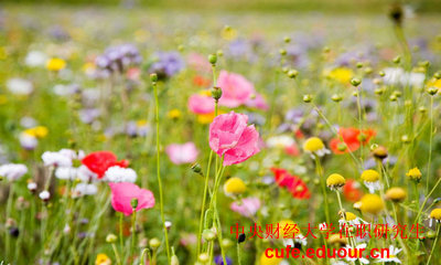 中央財經(jīng)大學在職研究生廣東地區(qū)有什么專業(yè)