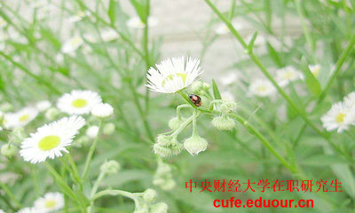 央財在職研究生初試考試的科目有什么？