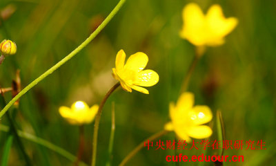 中央財經大學十二月聯考現在能參加嗎？